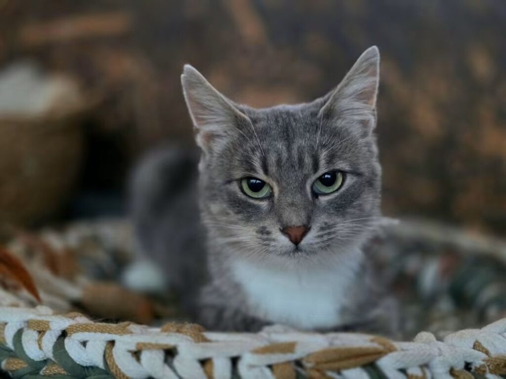 A marbled gray tabby cat is laying on a woven rug. She is looking at the camera  and looks like a bread loaf
