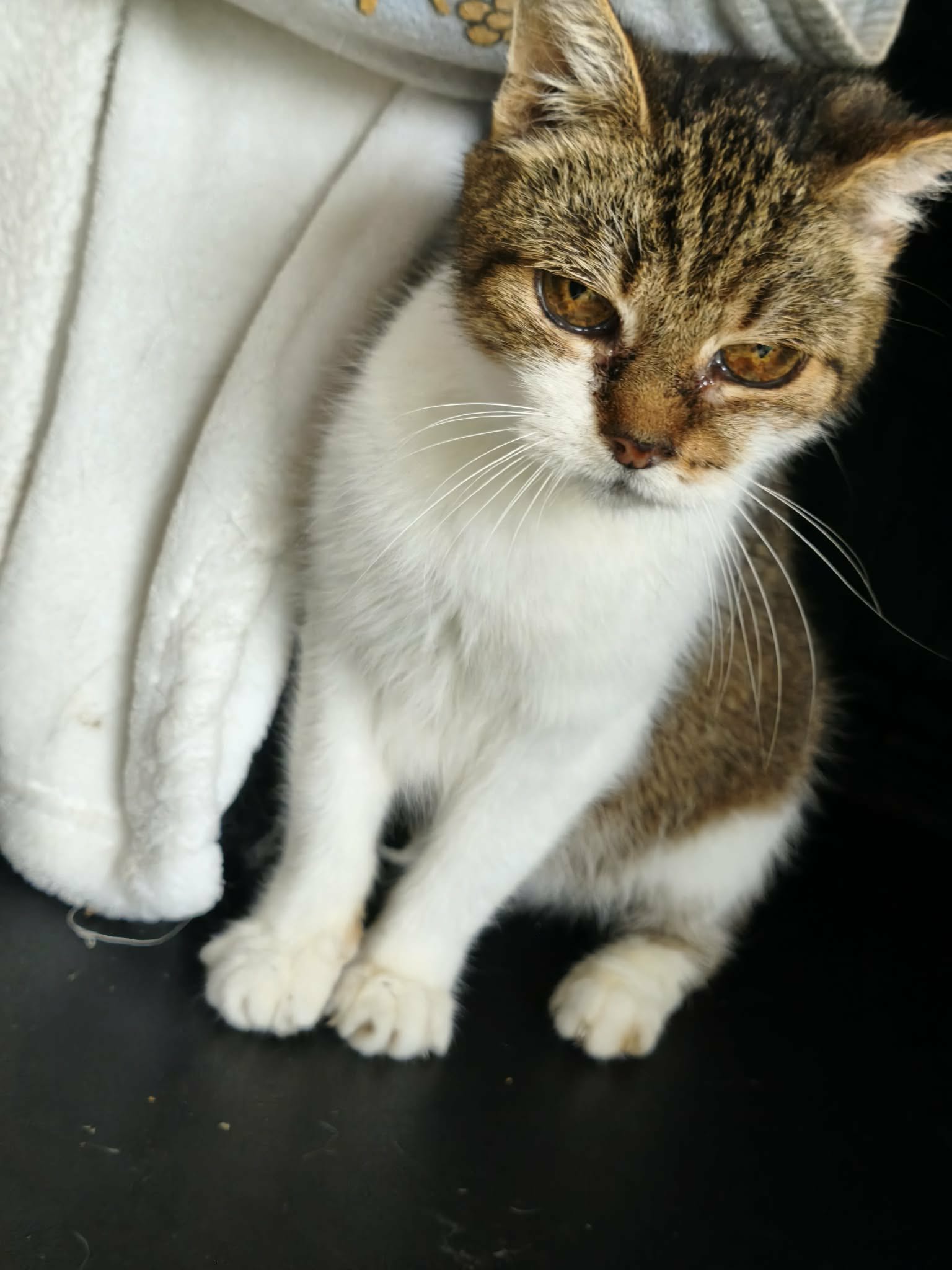 An old tortoiseshell cat is sitting down