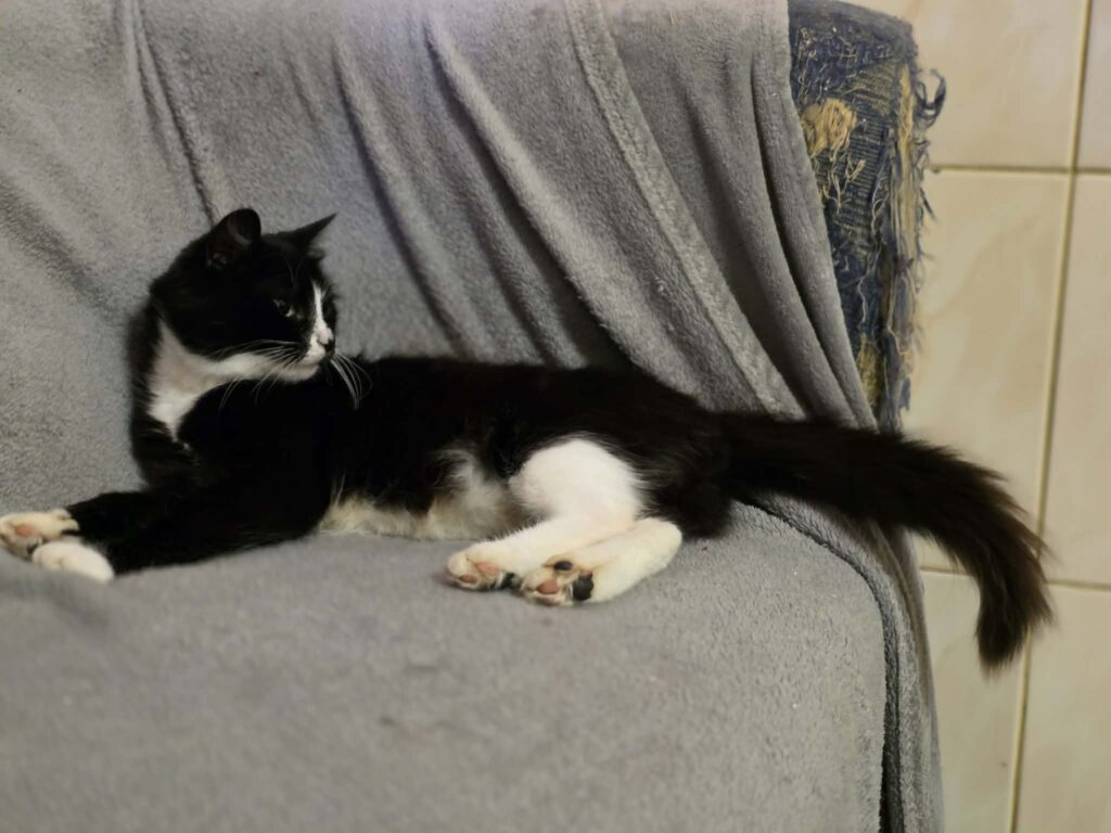 A black and white tuxedo cat is lounging on a soft gray blanket. She has white paws that look like mittens and socks