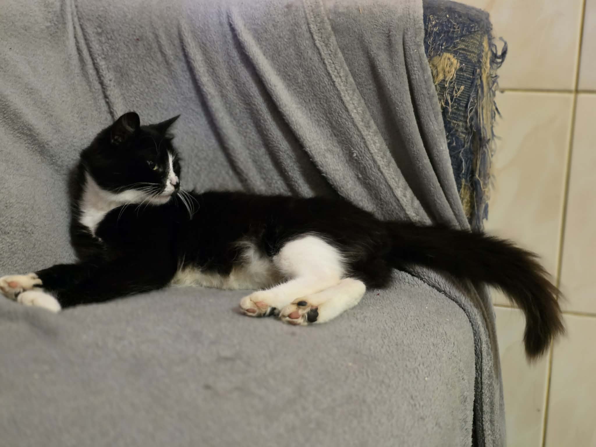 A black and white tuxedo cat is lounging on a soft gray blanket. She has white paws that look like mittens and socks