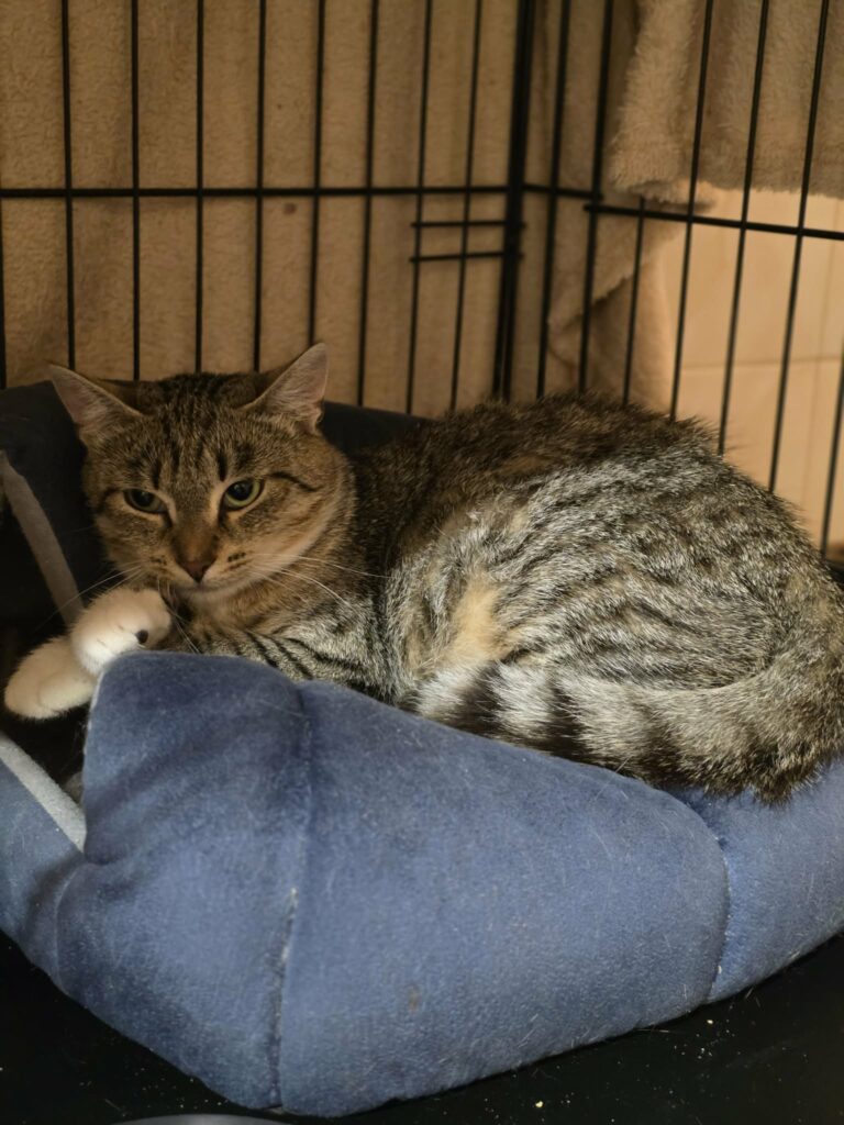 a gray tabby cat is curled up on a denim colored cushion