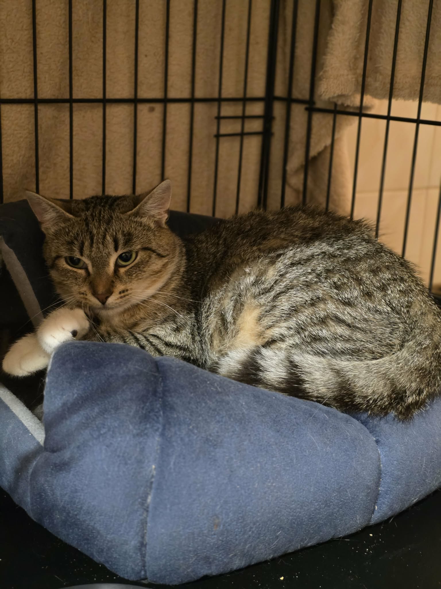 a gray tabby cat is curled up on a denim colored cushion