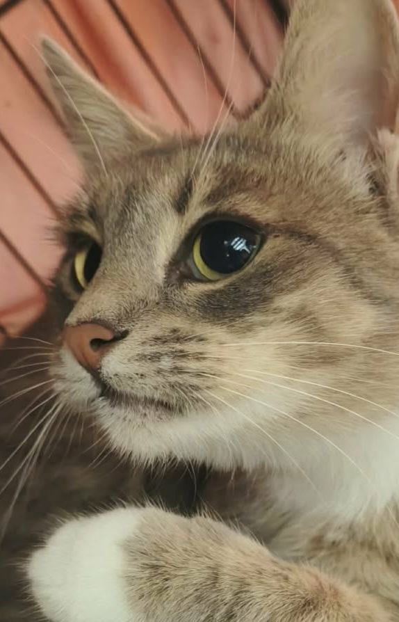 A marbled gray tabby cat is sitting in a cage