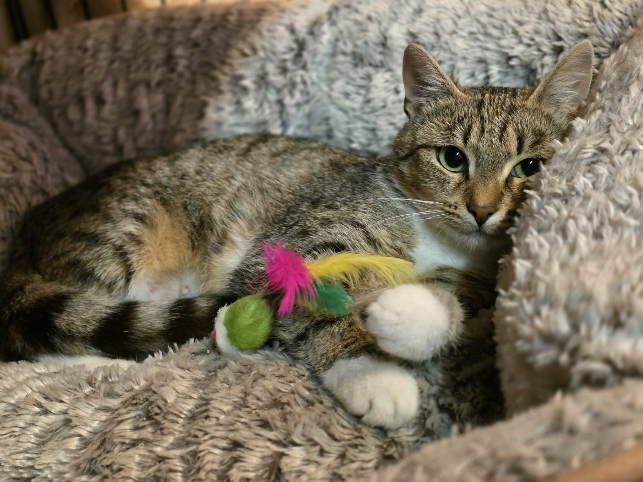 a gray tabby cat with beautiful eyes is laying on a fluffy cat bed. She has toys and her paws are curled around them. They look like socks
