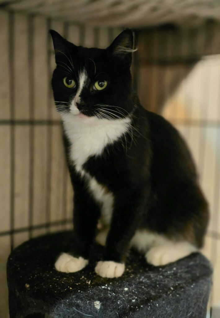 A black and white tuxedo cat is sitting in a cage