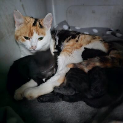 A tortoiseshell cat is nursing several kittens