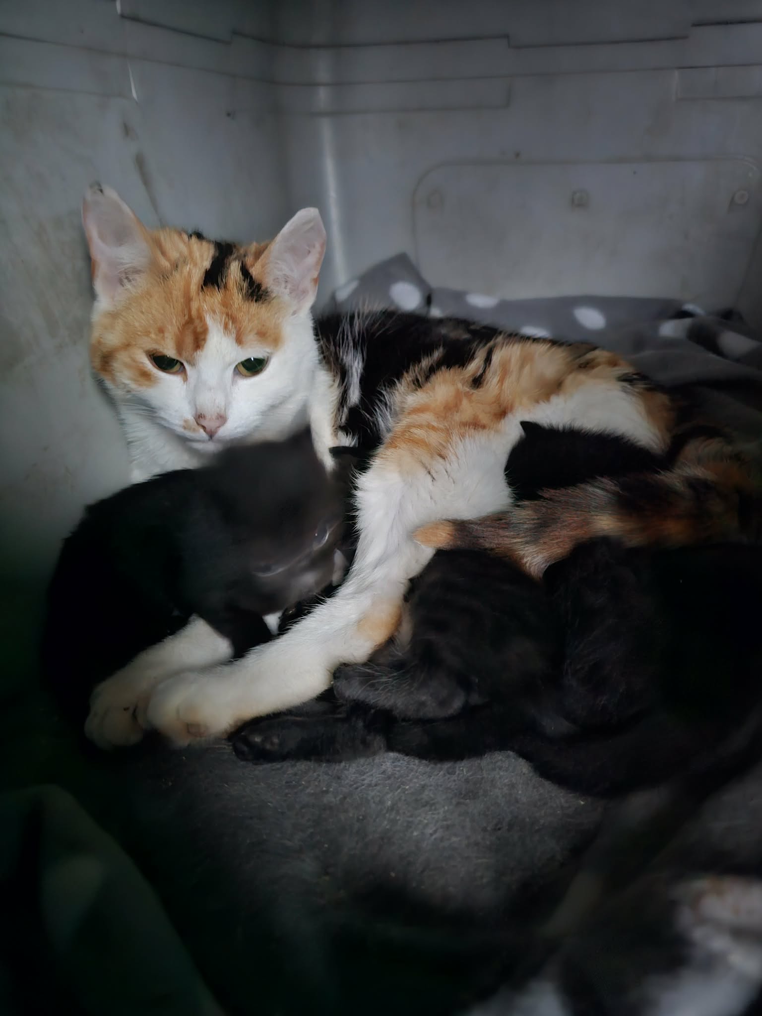 A tortoiseshell cat is nursing several kittens