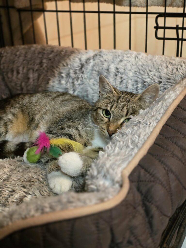 a gray tabby cat with beautiful eyes is laying on a fluffy cat bed. She has toys