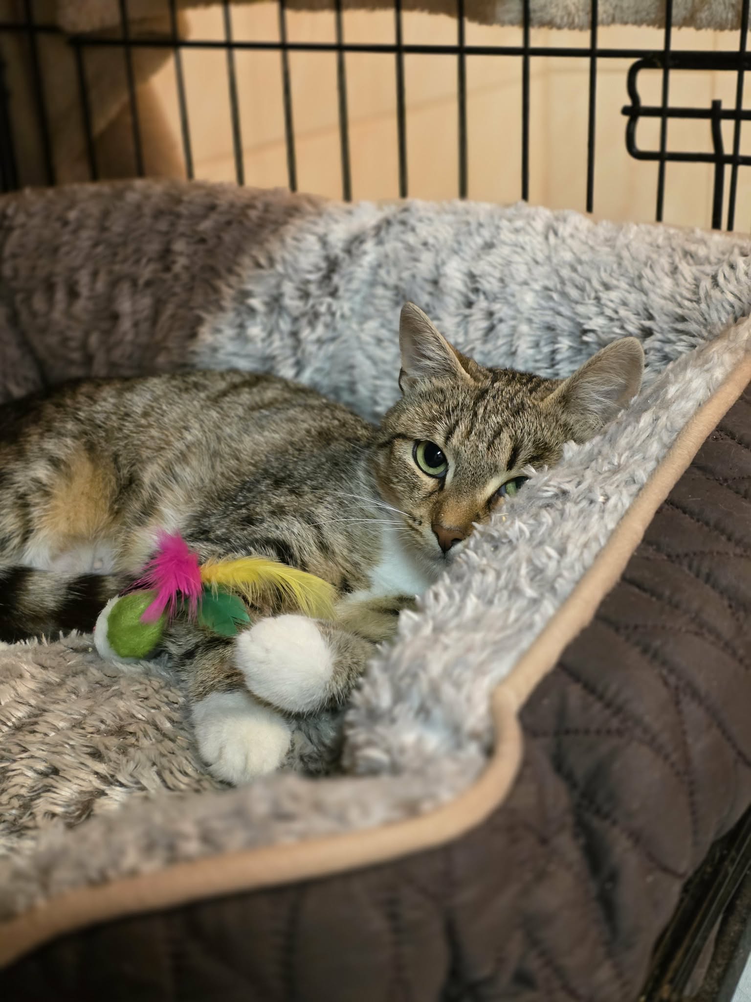 a gray tabby cat with beautiful eyes is laying on a fluffy cat bed. She has toys