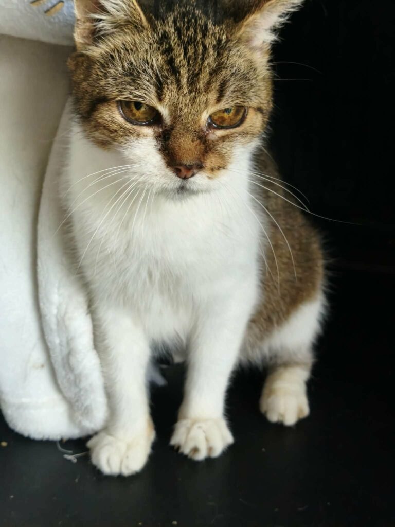 An old tortoiseshell cat is sitting down