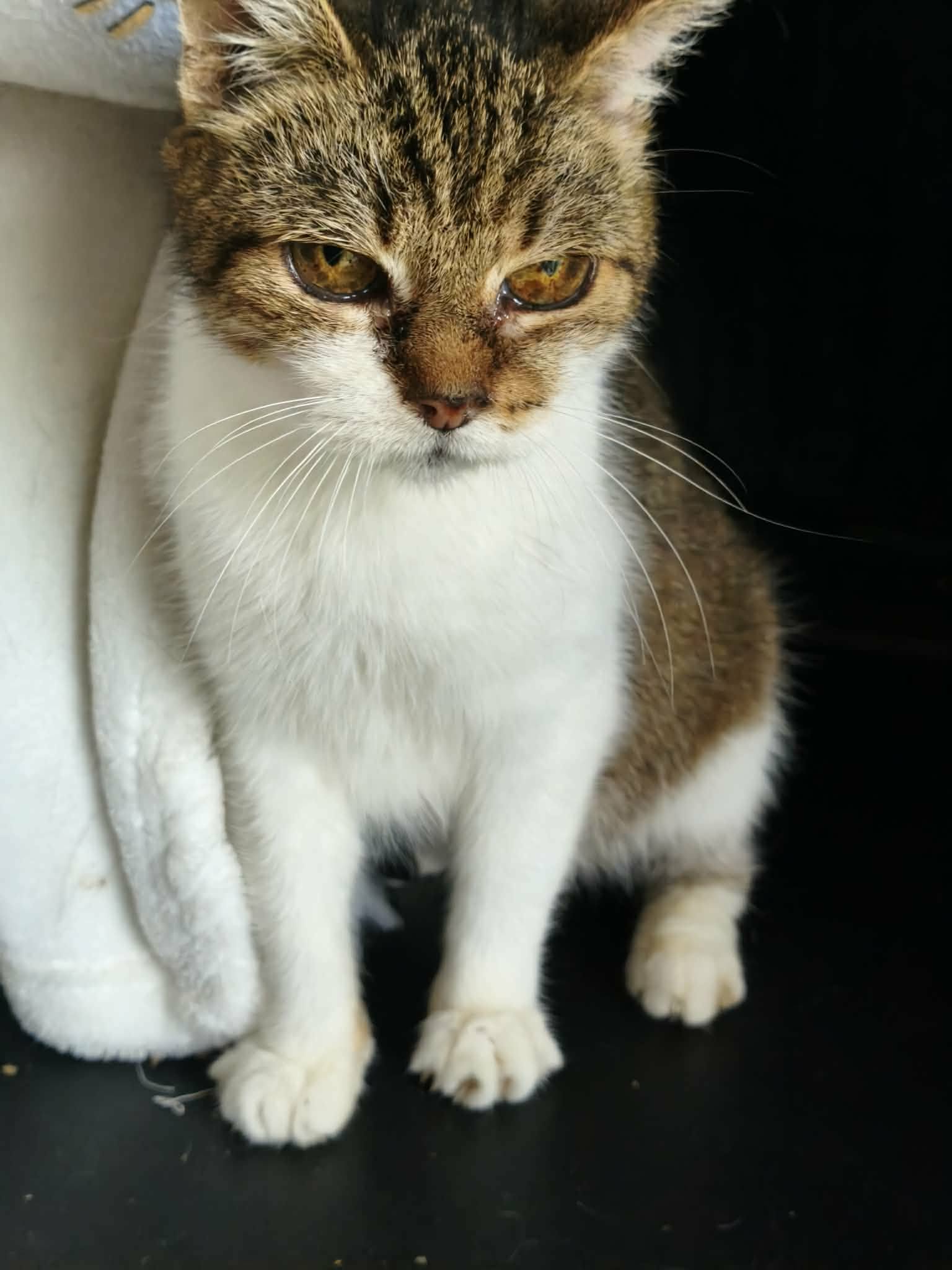 An old tortoiseshell cat is sitting down