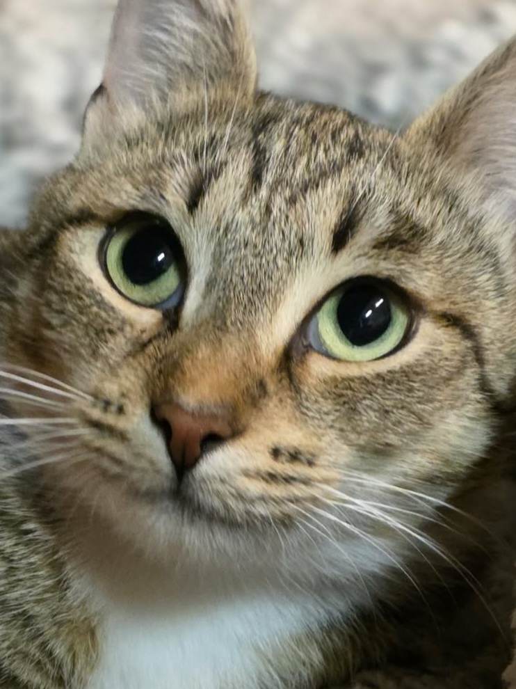 a gray tabby cat with light green eyes is looking at the camera