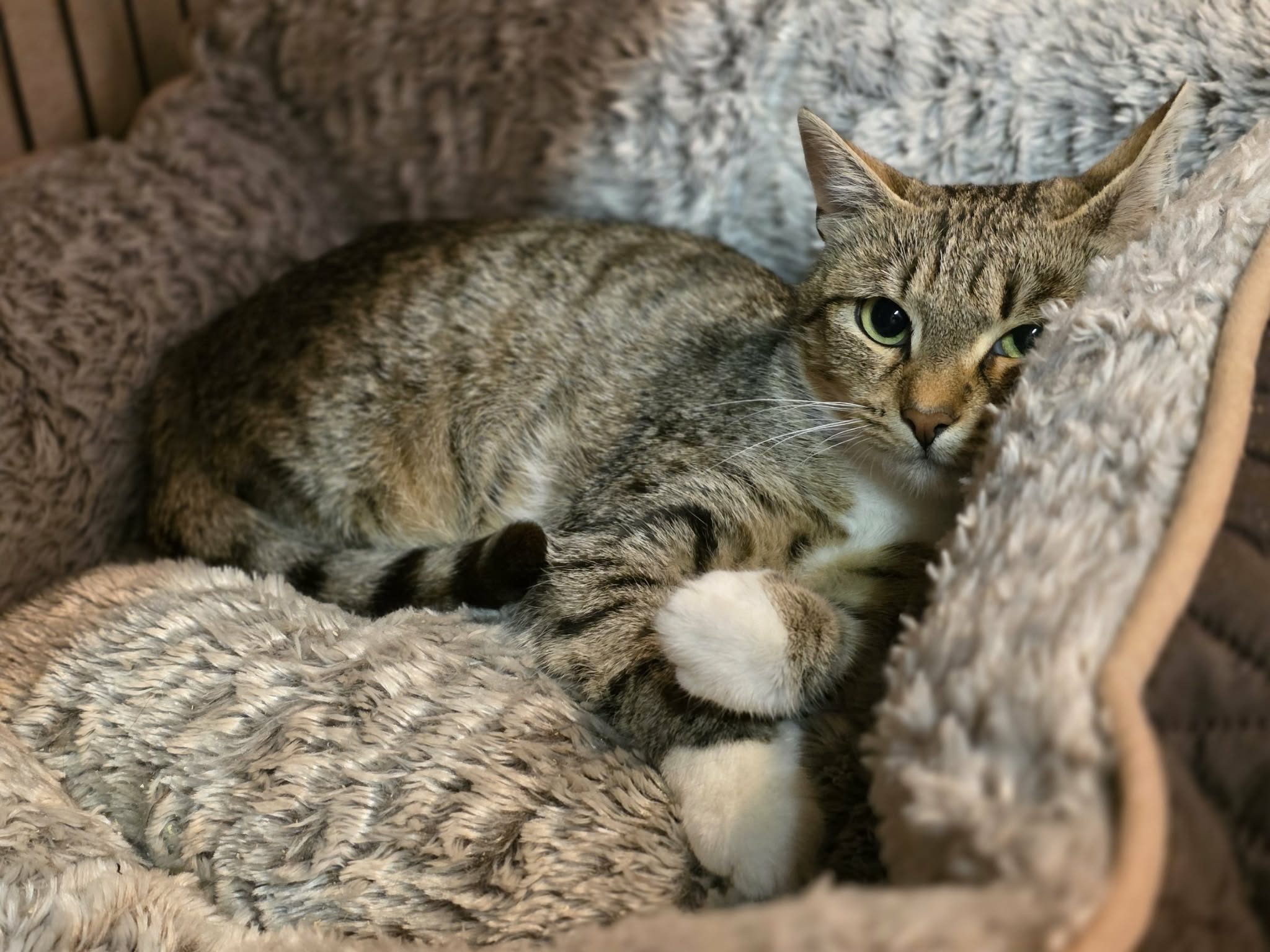 a gray tabby cat with beautiful eyes is laying on a fluffy cat bed. Her paws are curled up in front of her. They look like socks