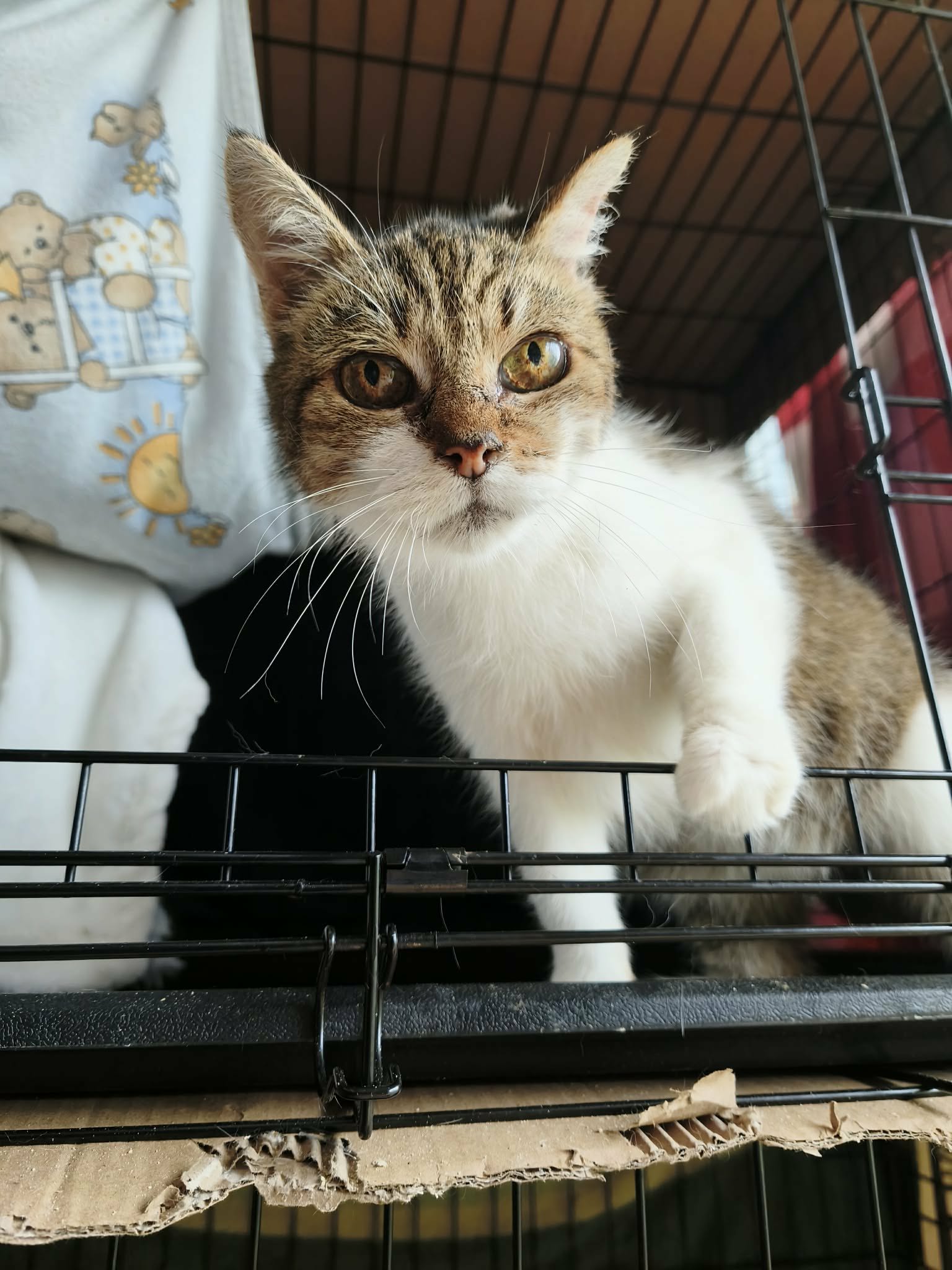 An old tortoiseshell cat is standing in a cage with one paw on the door