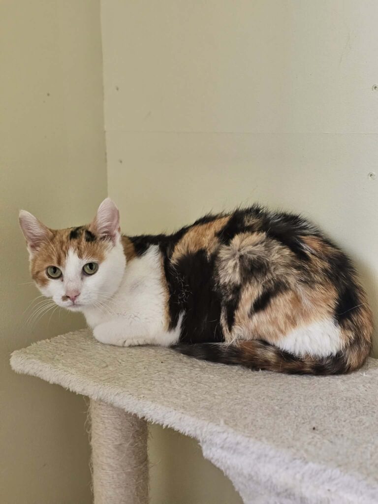A tortoiseshell cat is laying on a cat tree in loaf formation. She looks scared