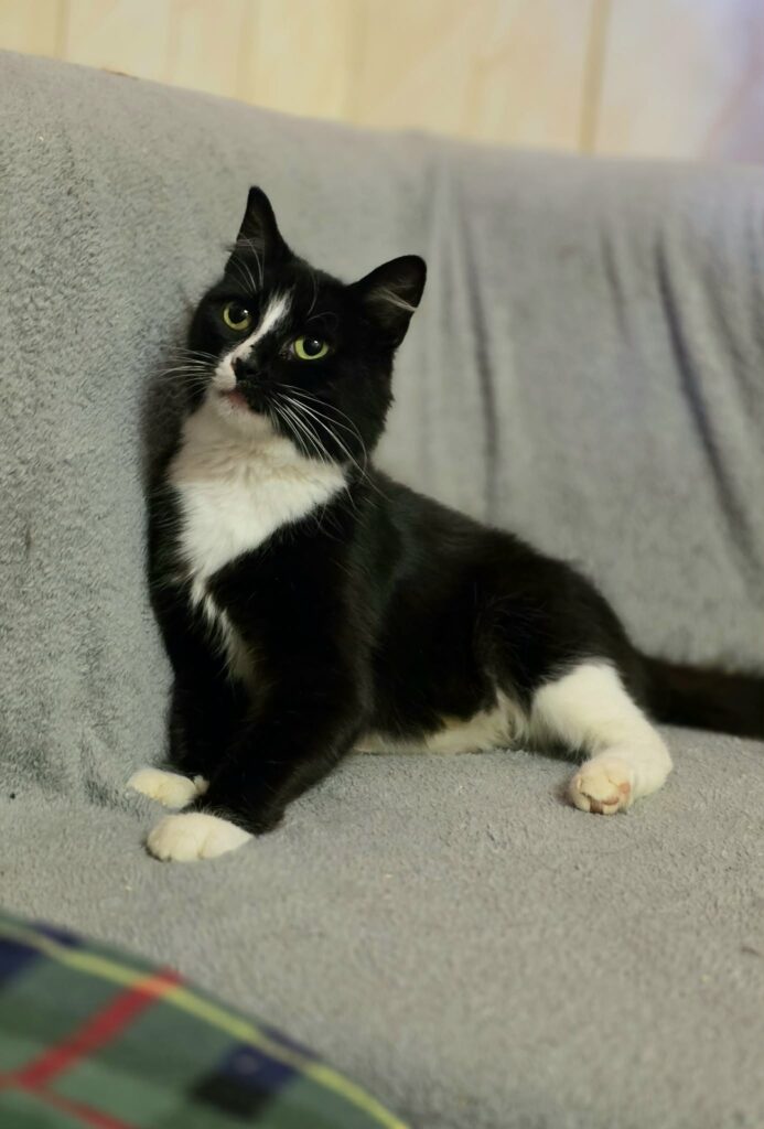 A black and white tuxedo cat is laying on a soft white blanket