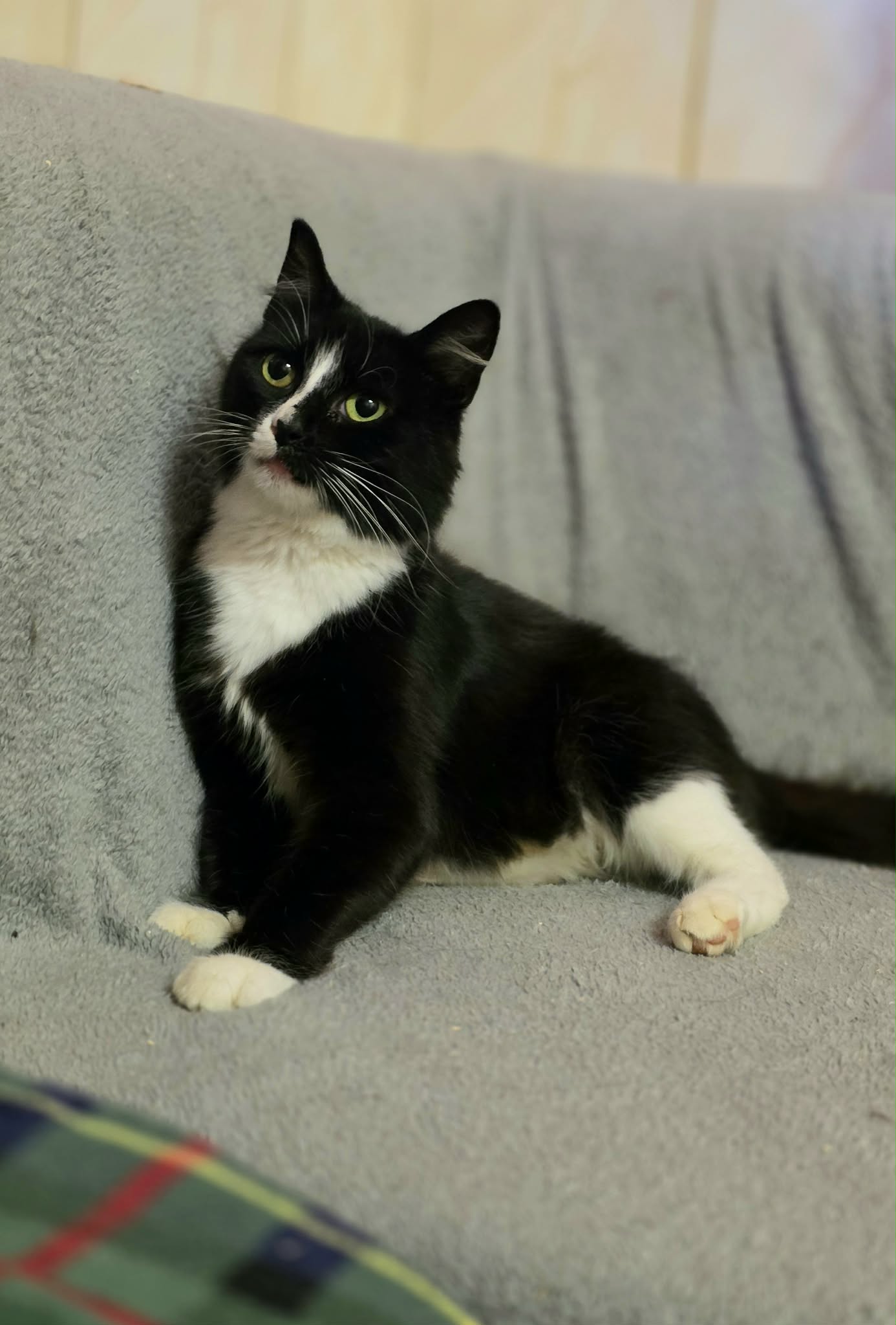A black and white tuxedo cat is laying on a soft white blanket