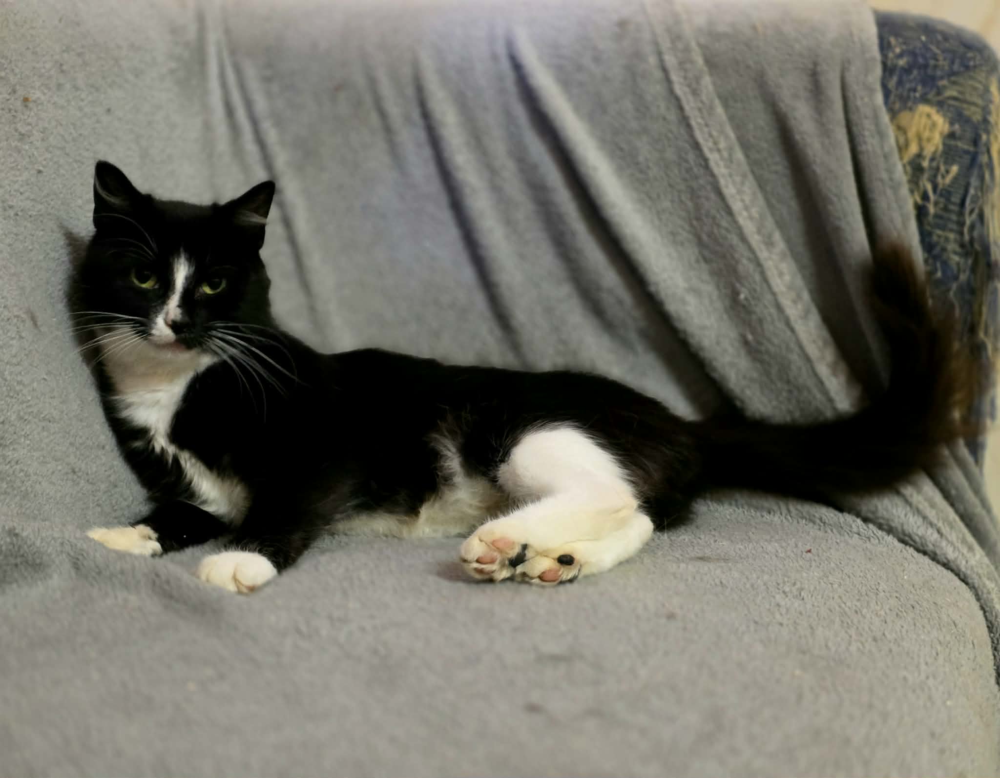 A black and white tuxedo cat is lounging on a soft gray blanket. She has white paws that look like mittens and socks