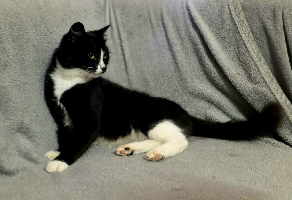 A black and white tuxedo cat is half sitting and half standing on a soft gray blanket. She has white paws that look like mittens and socks