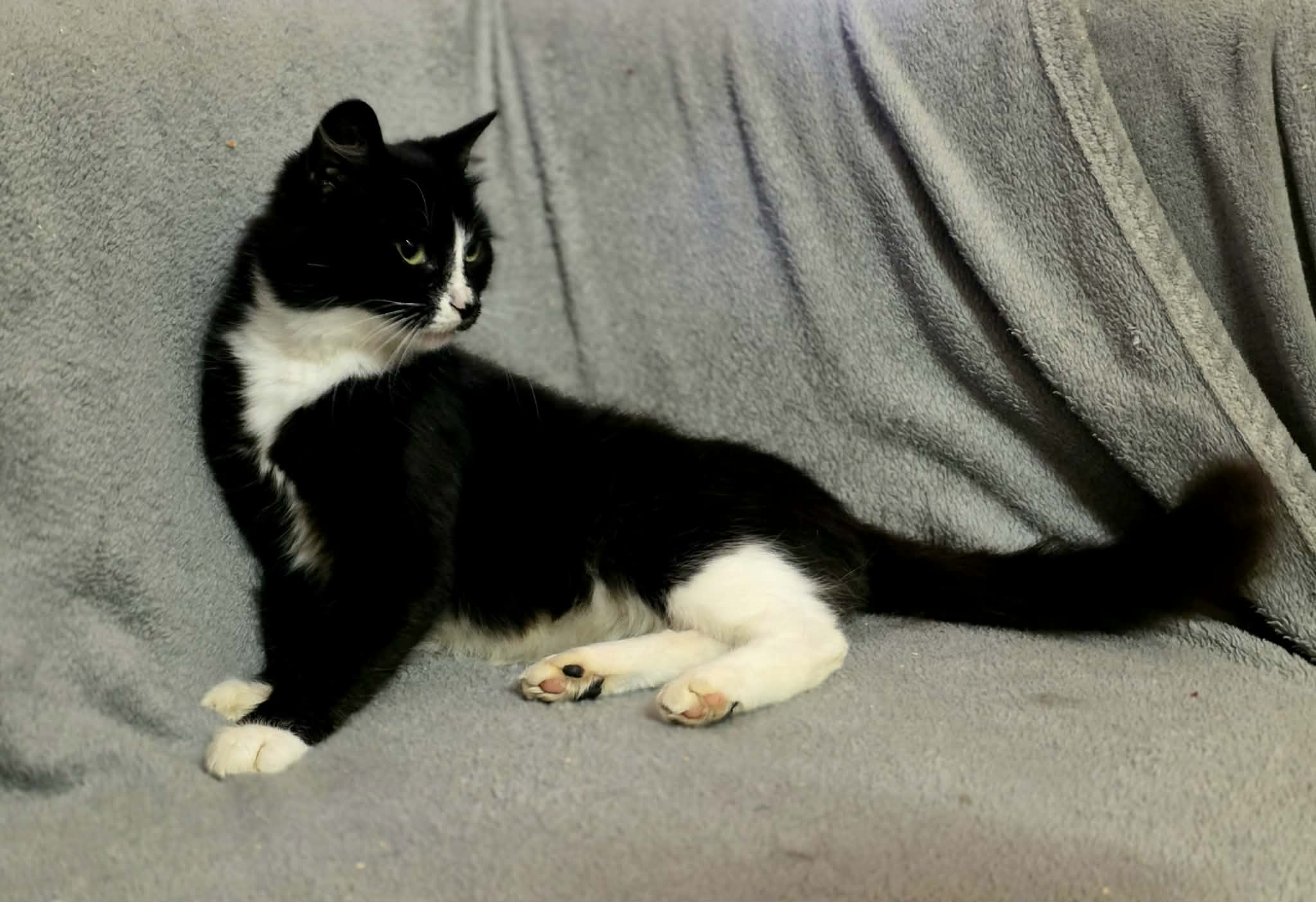 A black and white tuxedo cat is half sitting and half standing on a soft gray blanket. She has white paws that look like mittens and socks