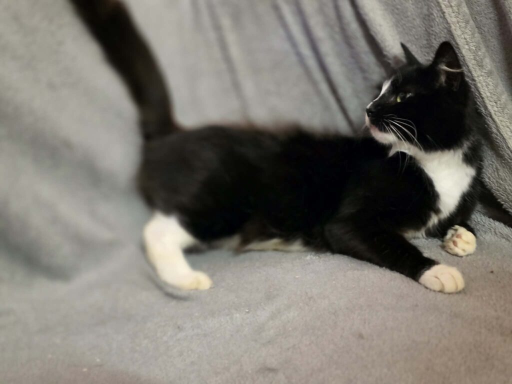 A black and white tuxedo cat is lounging on a soft gray blanket. She has white paws that look like mittens and socks. She looks like she wants to stand up