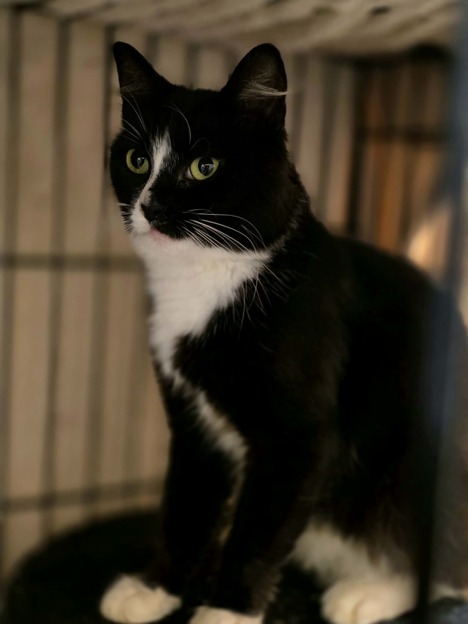A black and white tuxedo cat is sitting in a cage
