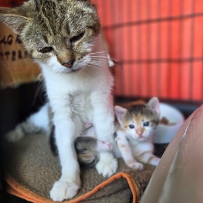 An older tortoiseshell cat is sitting next to her young kitten