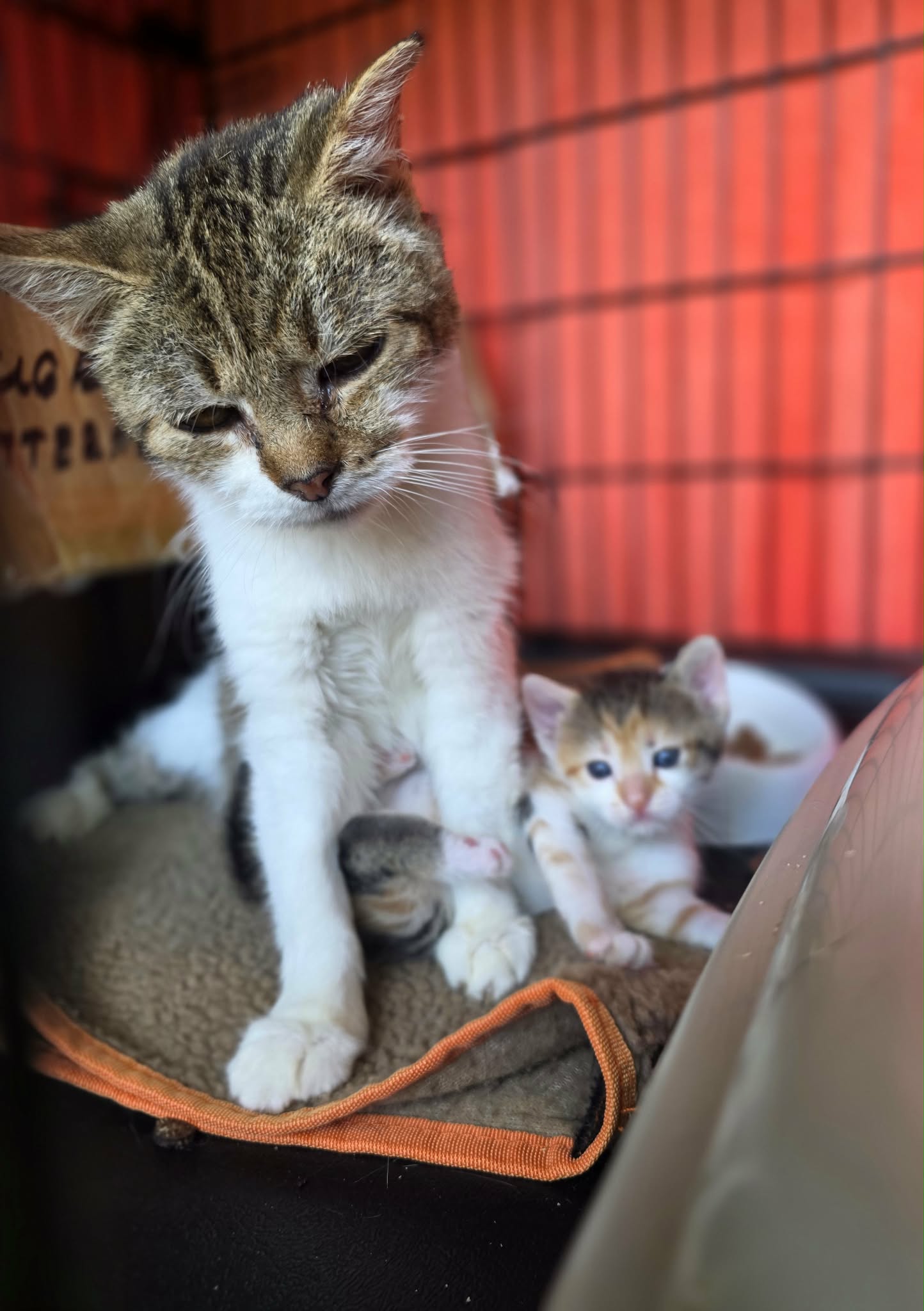 An older tortoiseshell cat is sitting next to her young kitten