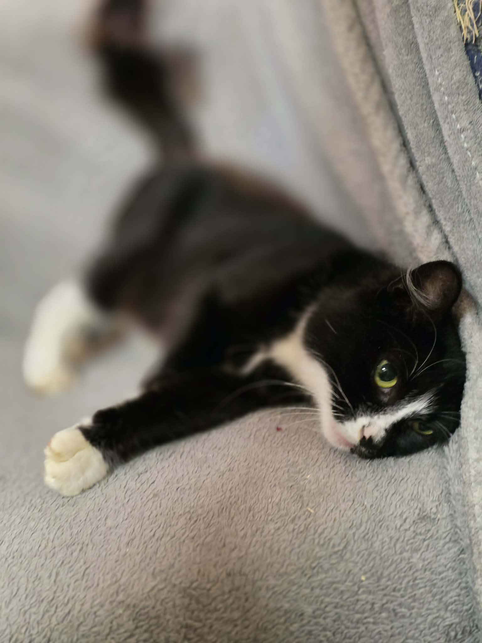 A black and white tuxedo cat is lounging on a soft white blanket. She has white paws that look like mittens and socks
