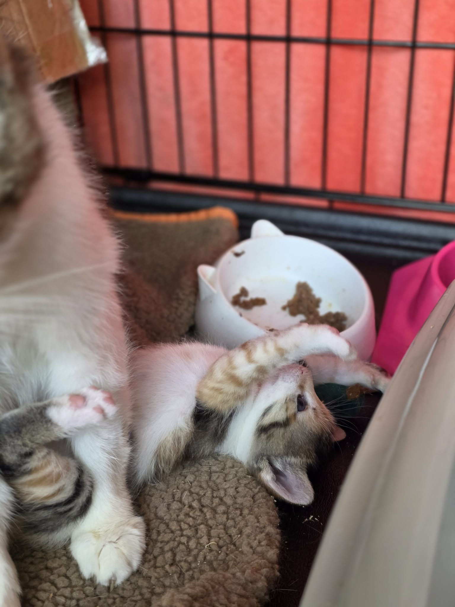 A tortoiseshell kitten is stretching next to her mom