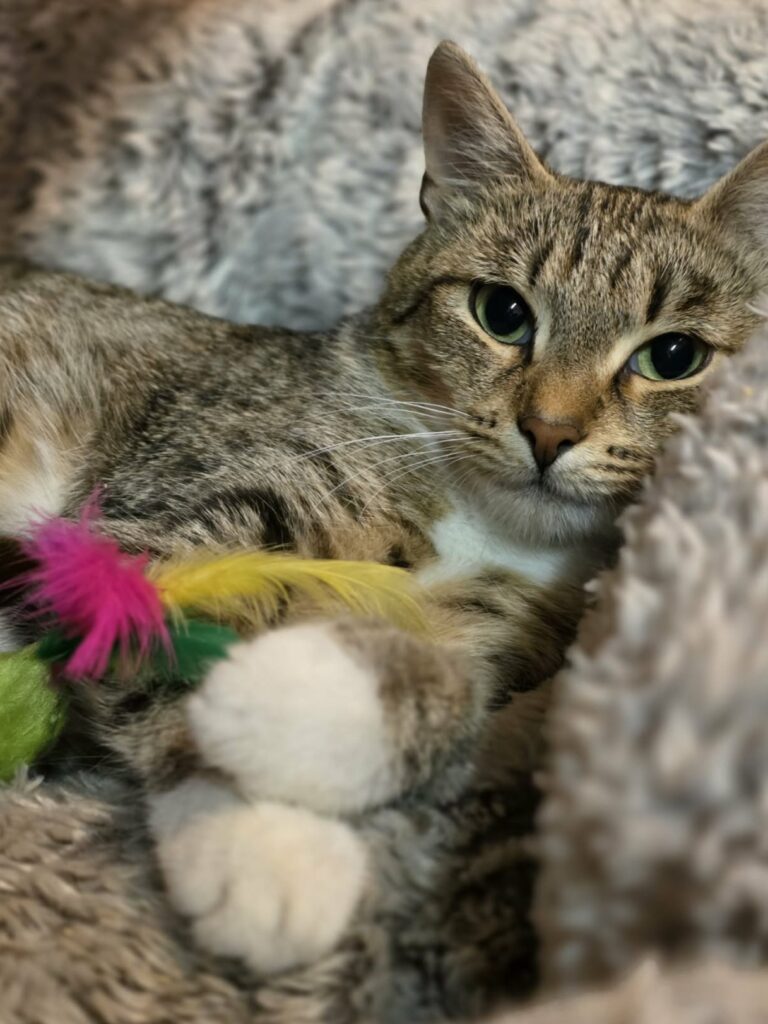 a gray tabby cat with beautiful eyes is laying on a fluffy cat bed. She has toys and her paws are curled around them. They look like socks