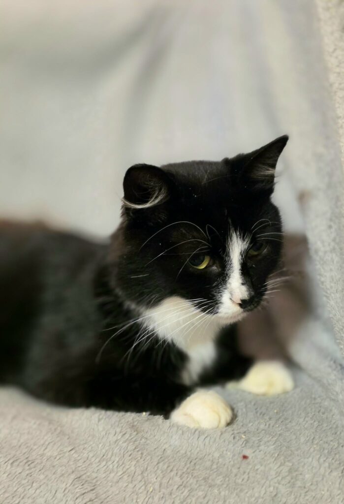 A black and white tuxedo cat is laying on a soft white blanket