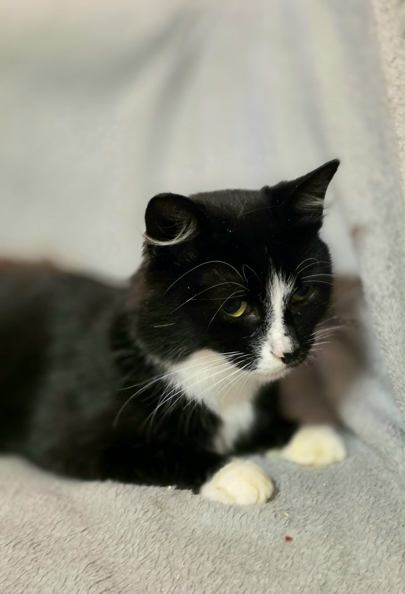 A black and white tuxedo cat is laying on a soft white blanket