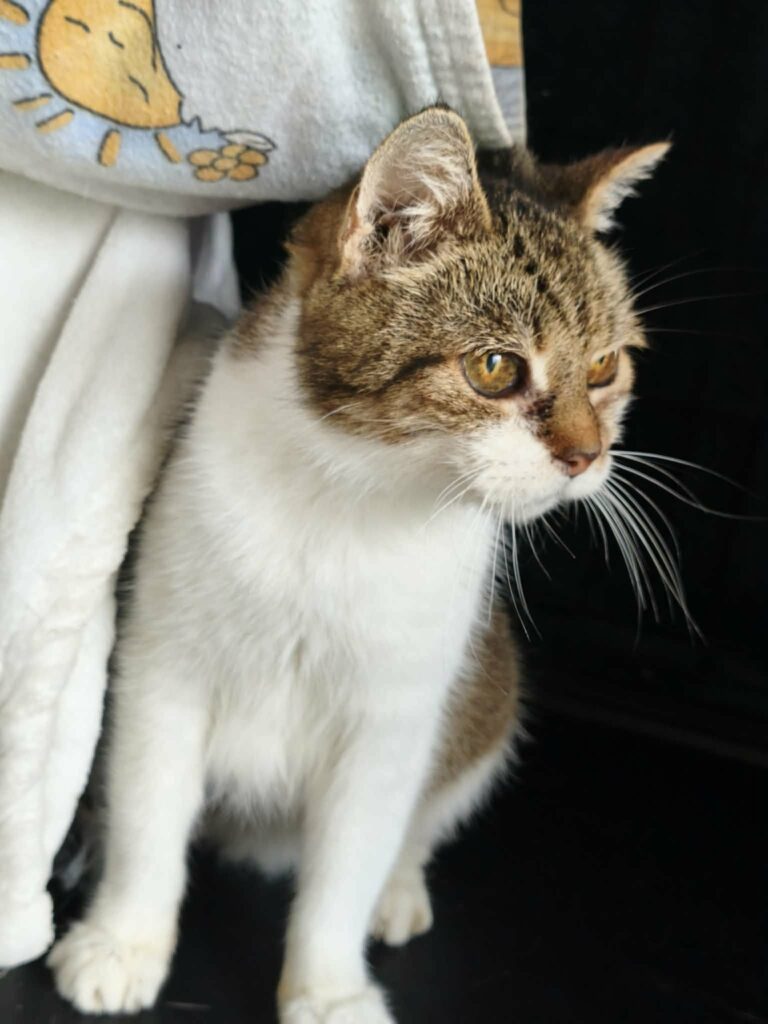 An old tortoiseshell cat is sitting down and looking to the side