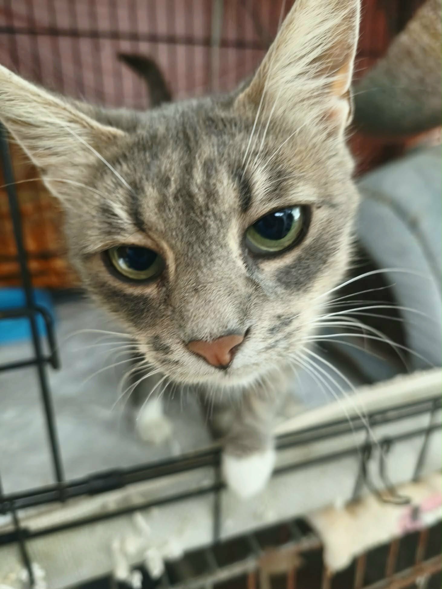A marbled gray tabby cat is standing in a cage and trying to get out