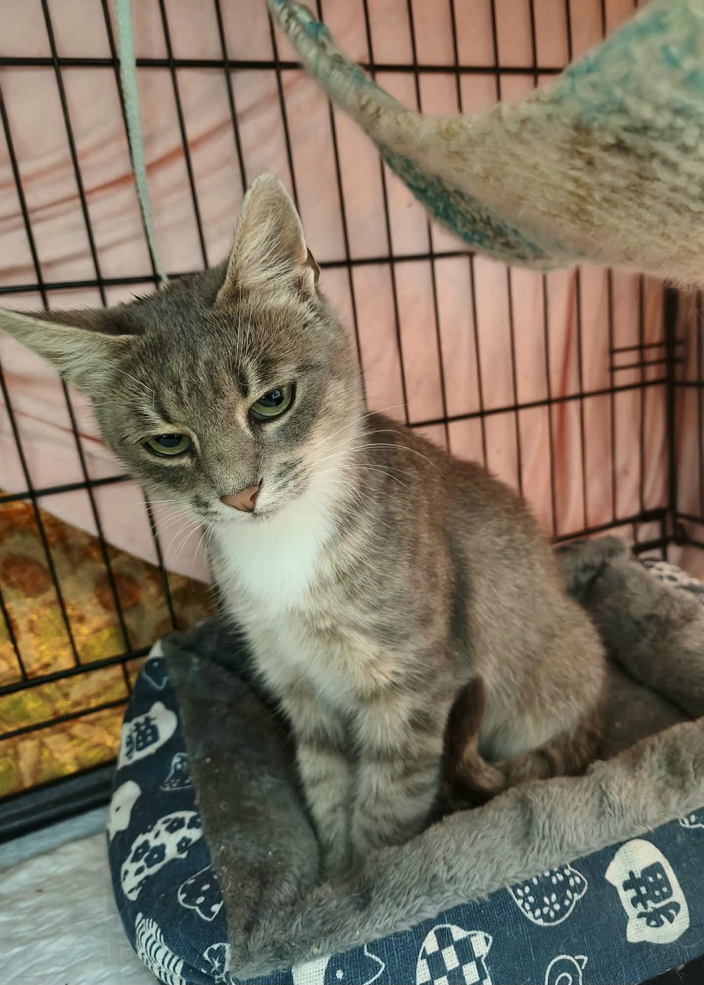 A marbled gray tabby cat is sitting in a cage