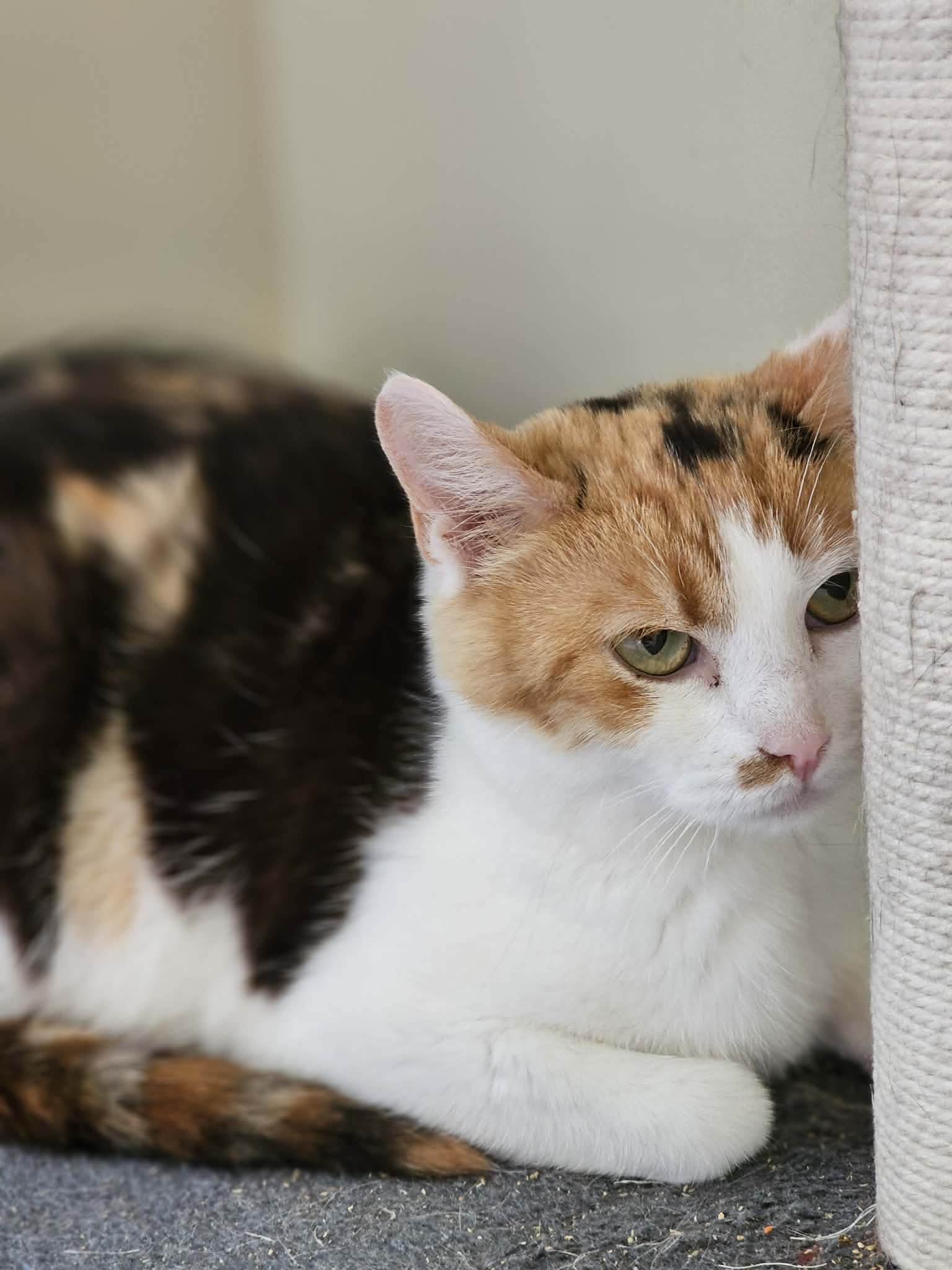 A tortoiseshell cat is laying on a cat tree in loaf formation