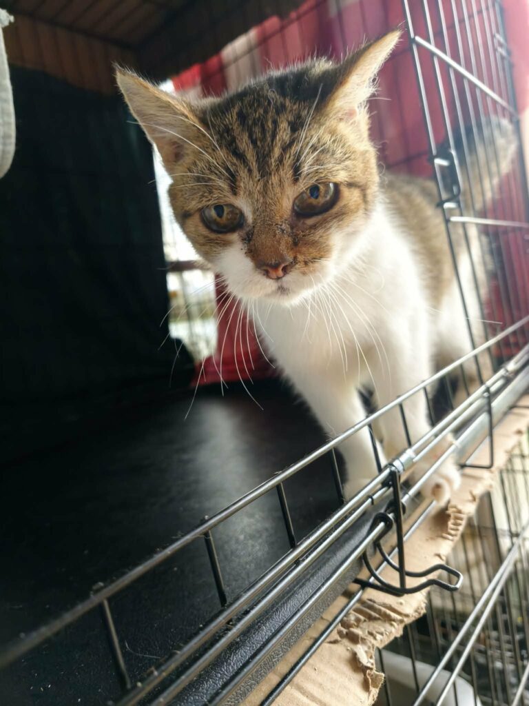 An old tortoiseshell cat is standing in a cage