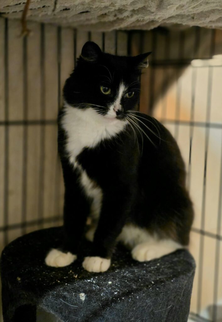 A black and white tuxedo cat is sitting in a cage