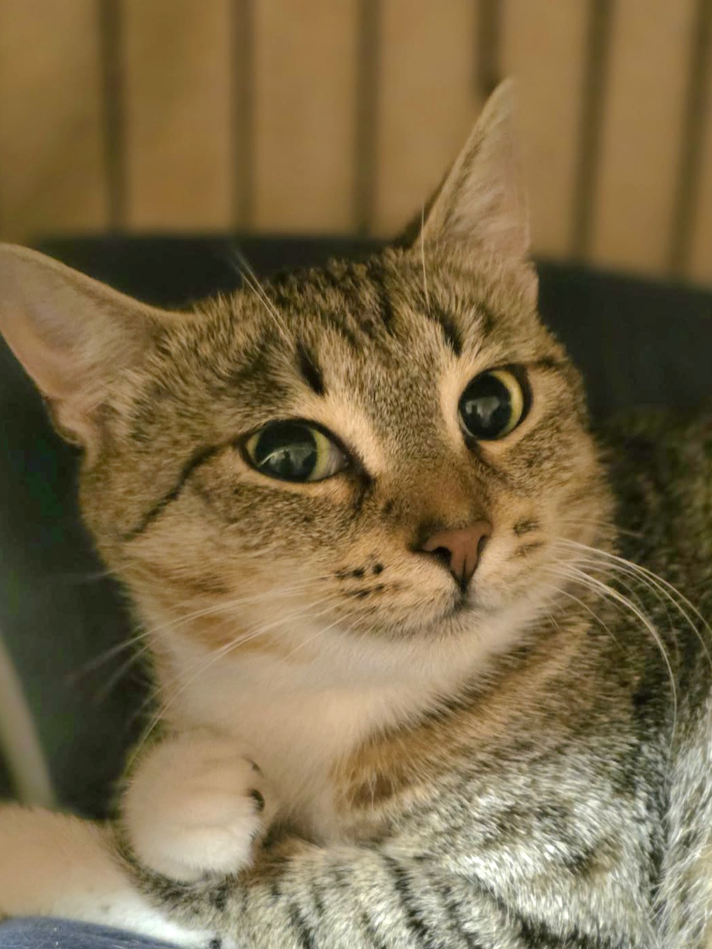 A gray tabby cat is looking at the camera like the photographer is suspicious
