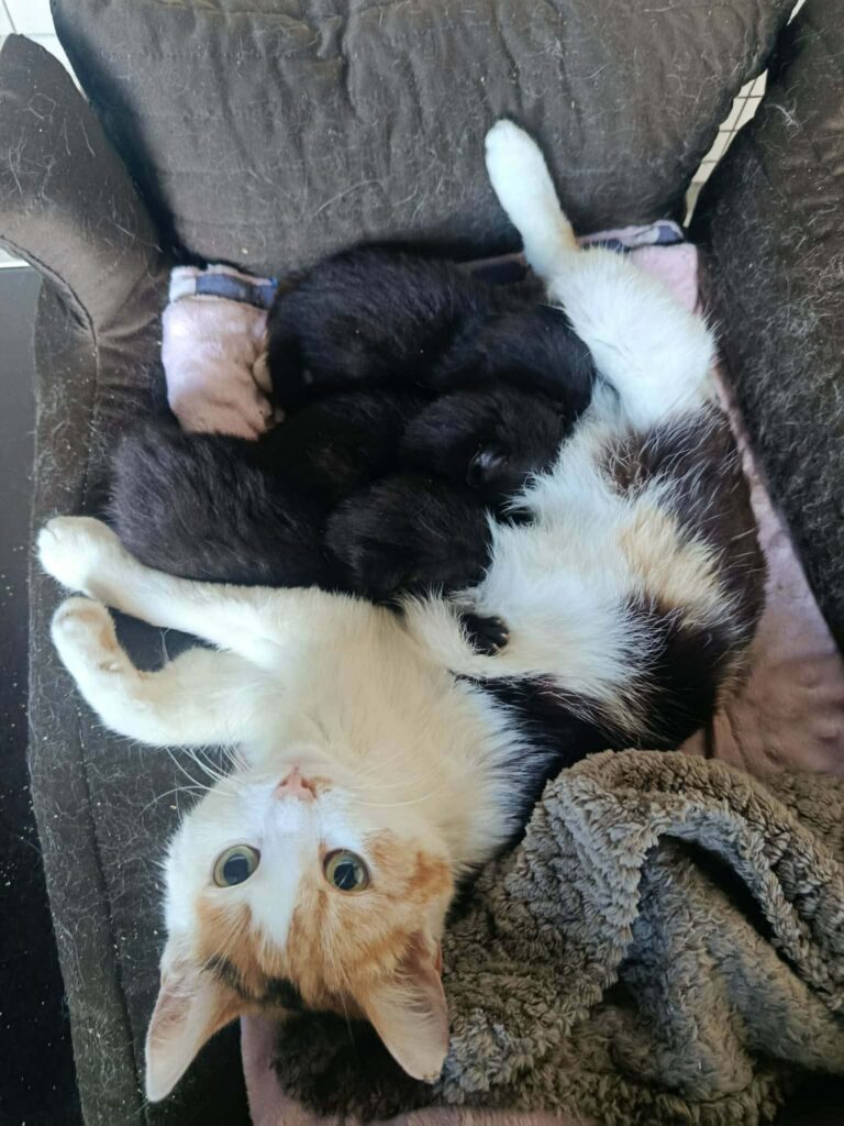 A tortoiseshell cat is nursing several kittens