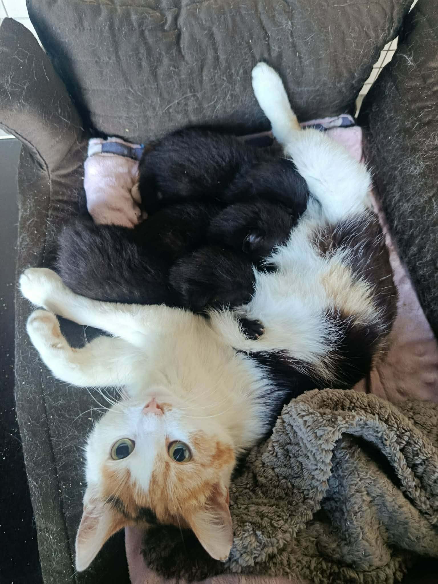 A tortoiseshell cat is nursing several kittens