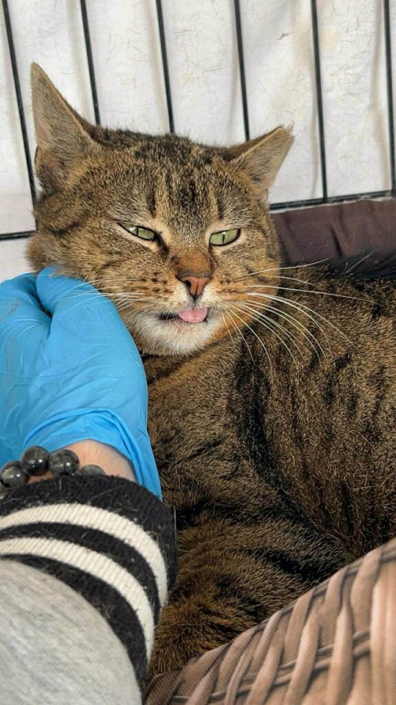 A gray tabby cat is looking at the camera. Her tongue is stuck out in a perfect blep