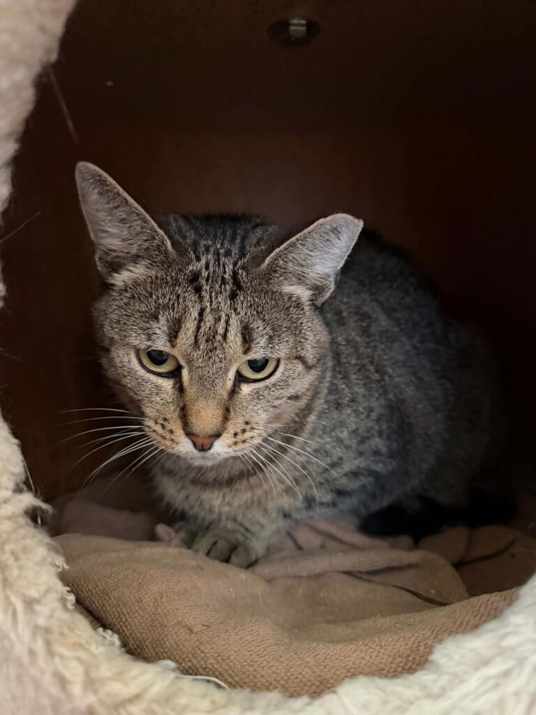 A gray tabby cat is loafing in a cat hut