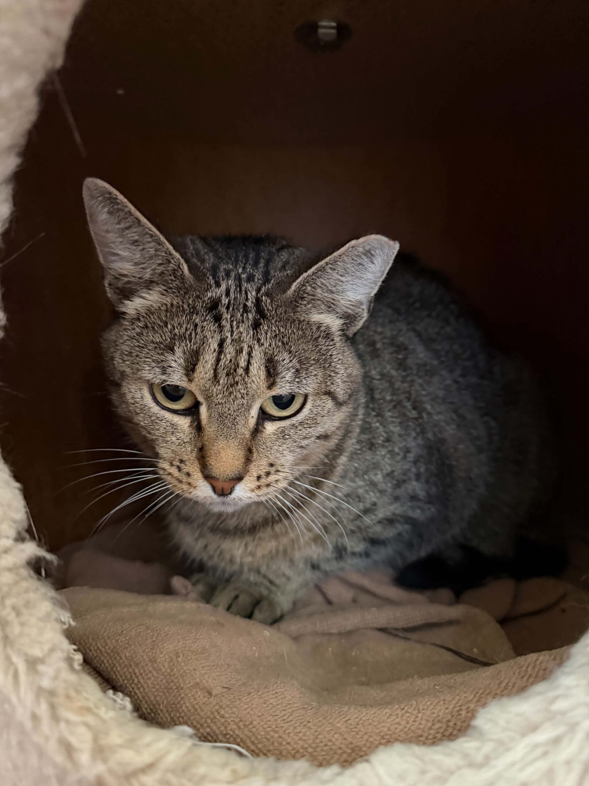 A gray tabby cat is loafing in a cat hut