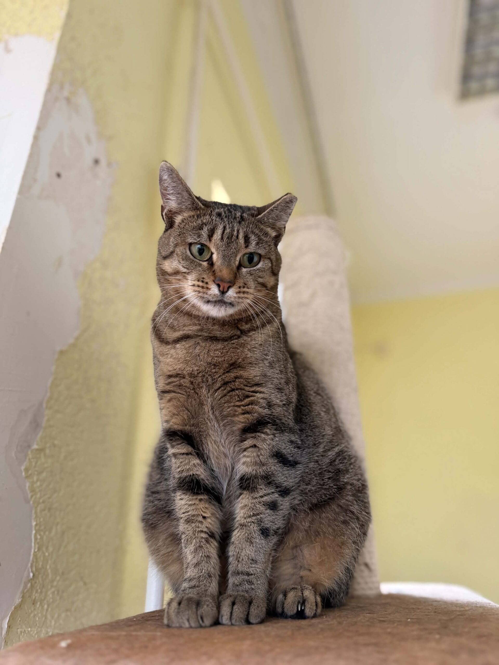 A gray tabby cat is sitting up and looking down at a camera