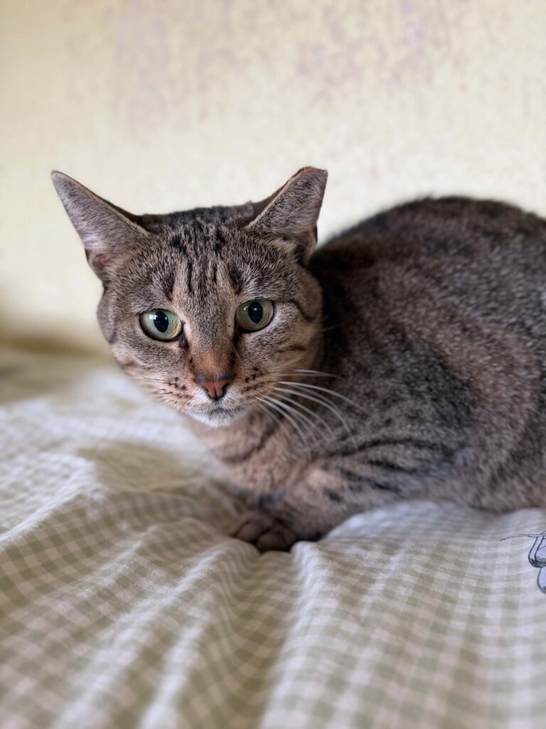 A gray tabby cat is loafing on a bedspread