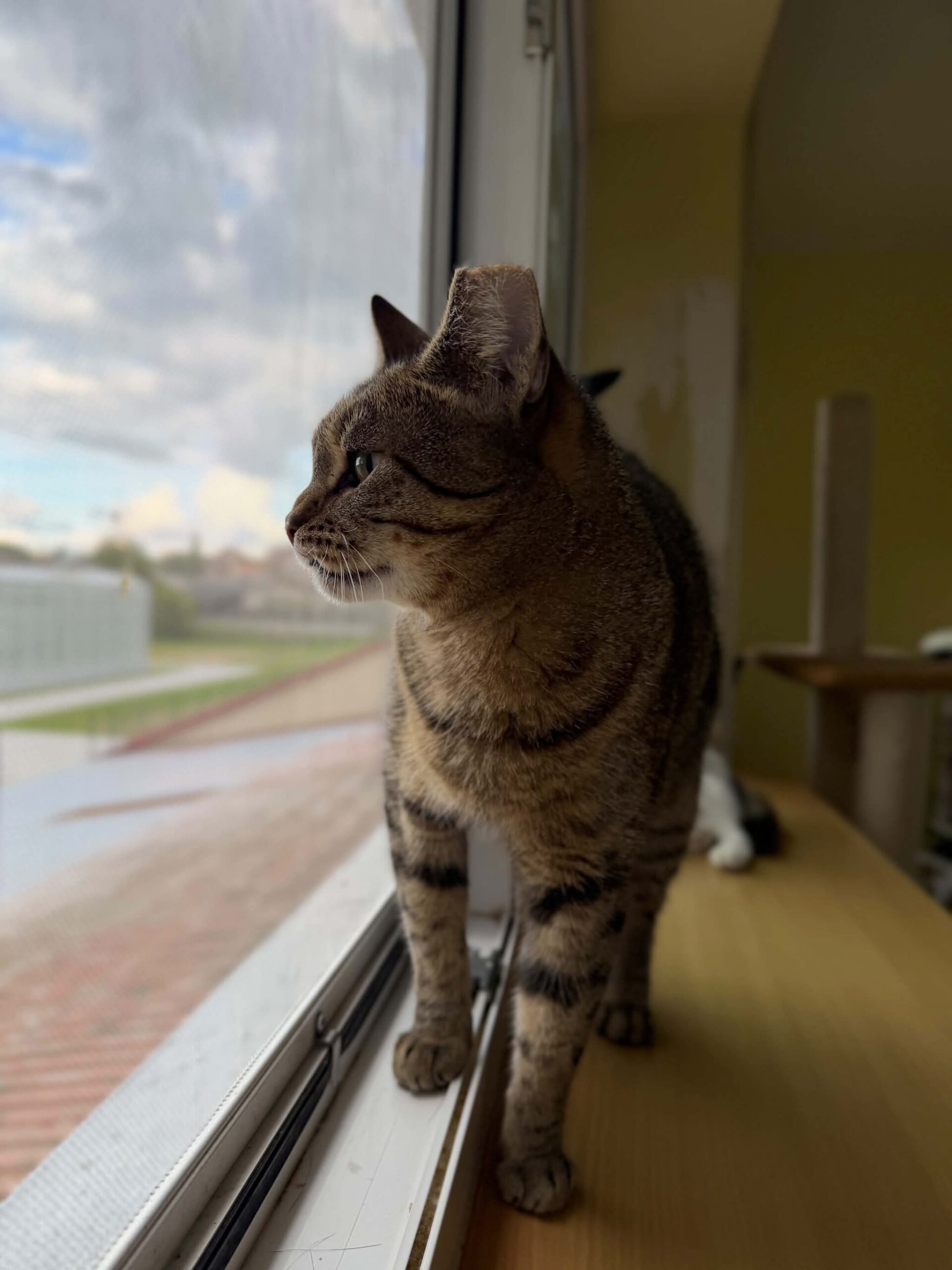 A gray tabby cat is standing by a window and looking outside