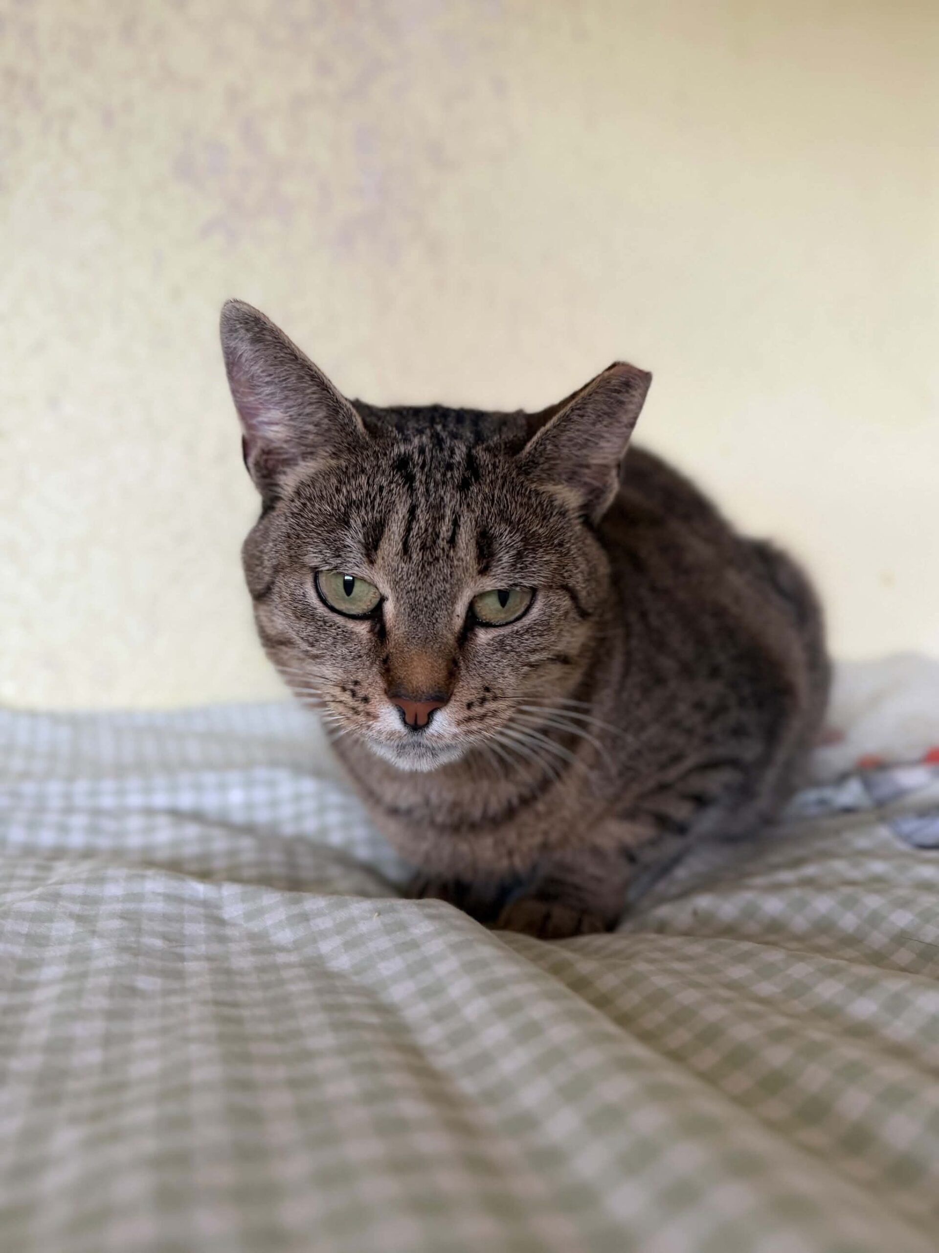A gray tabby cat is loafing on a bedspread