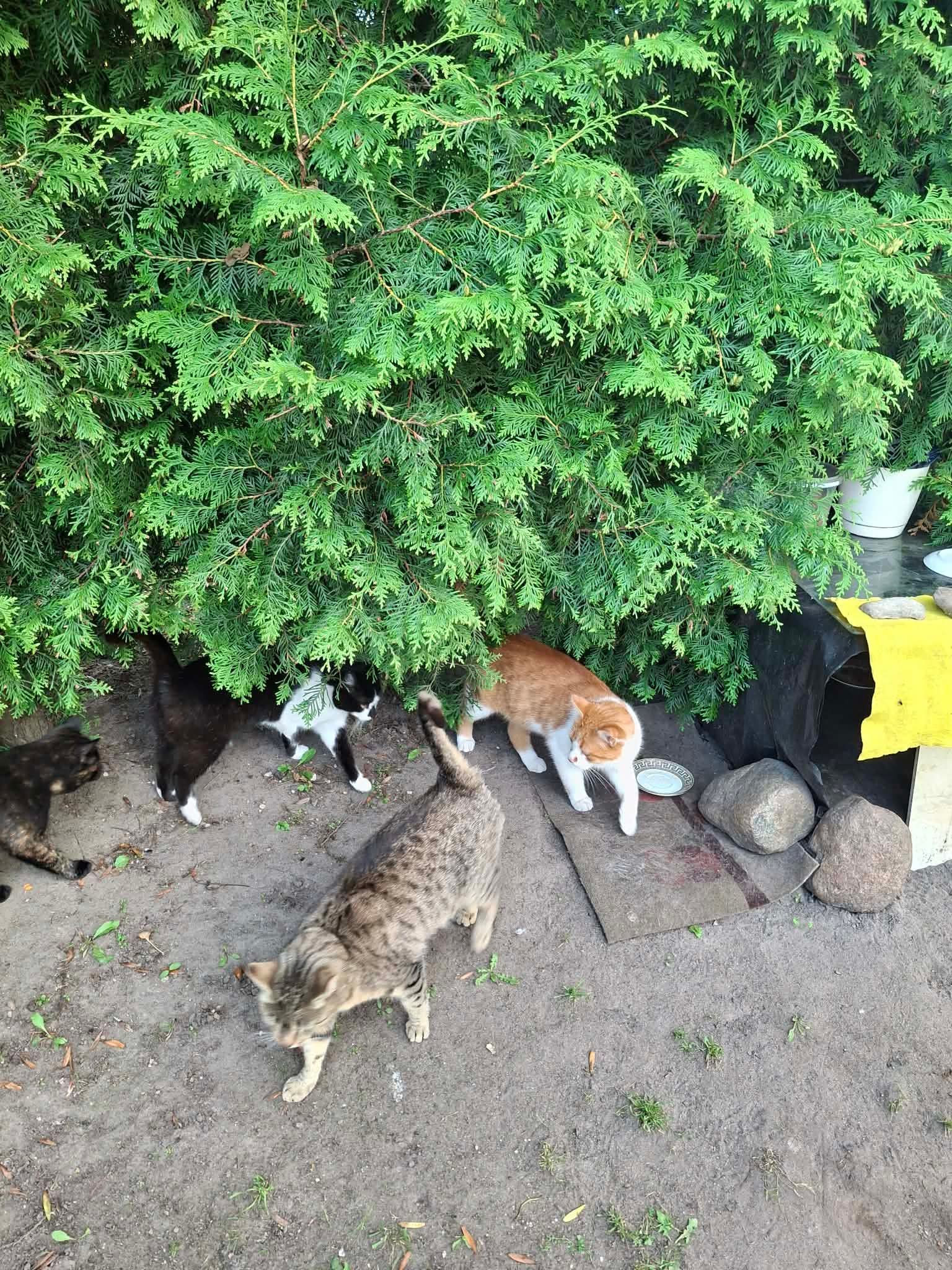 At least 4 stray cats are surrounding food and water bowls outside